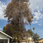 Drought Stressed Tree. Photo credit to TreePeople.